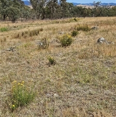 Xerochrysum viscosum at Belconnen, ACT - 10 Nov 2024 10:37 AM