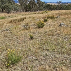 Xerochrysum viscosum at Belconnen, ACT - 10 Nov 2024 10:37 AM