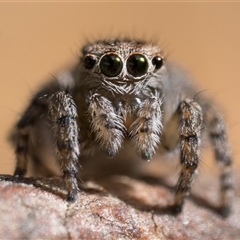 Maratus proszynskii (Peacock spider) at Tharwa, ACT - 9 Nov 2024 by patrickcox