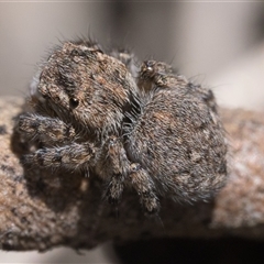 Maratus proszynskii at Tharwa, ACT - 9 Nov 2024 10:00 AM