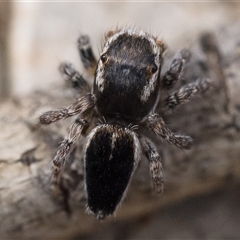 Maratus proszynskii at Tharwa, ACT - 9 Nov 2024 10:00 AM