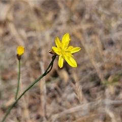 Tricoryne elatior (Yellow Rush Lily) at Belconnen, ACT - 10 Nov 2024 by sangio7