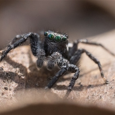 Jotus frosti (Frost's jumping spider) at Tharwa, ACT - 8 Nov 2024 by patrickcox