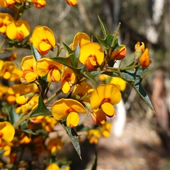 Podolobium ilicifolium (prickly shaggy-pea) at Gundary, NSW - 20 Oct 2024 by RobG1