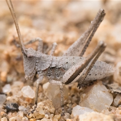 Lanciana montana (Montane Ground Shield-back) at Tharwa, ACT - 9 Nov 2024 by patrickcox