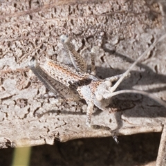 Lanciana montana at Tharwa, ACT - 9 Nov 2024 10:00 AM