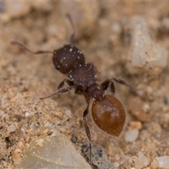 Meranoplus sp. (genus) (Shield Ant) at Tharwa, ACT - 8 Nov 2024 by patrickcox