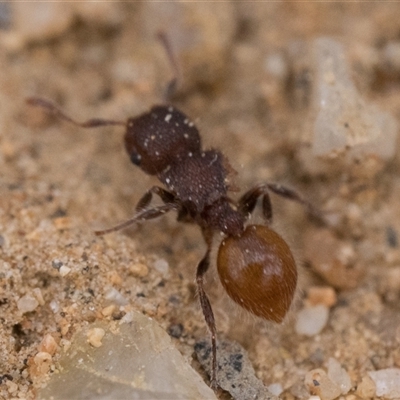 Meranoplus sp. (genus) (Shield Ant) at Tharwa, ACT - 9 Nov 2024 by patrickcox