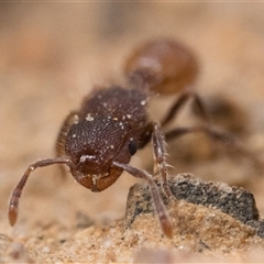 Meranoplus sp. (genus) at Tharwa, ACT - 9 Nov 2024 10:00 AM