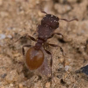 Meranoplus sp. (genus) at Tharwa, ACT - 9 Nov 2024 10:00 AM