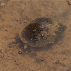 Isidorella hainesii (Haine’s pouch snail) at Tharwa, ACT - 8 Nov 2024 by patrickcox