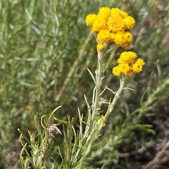 Chrysocephalum semipapposum (Clustered Everlasting) at Whitlam, ACT - 9 Nov 2024 by sangio7