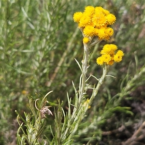 Chrysocephalum semipapposum at Whitlam, ACT - 10 Nov 2024