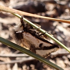 Epicoma melanospila (Black Spot Moth) at Aranda, ACT - 1 Oct 2024 by CathB