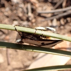 Epicoma melanospila at Aranda, ACT - 1 Oct 2024 03:58 PM