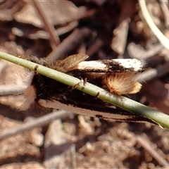 Epicoma melanospila at Aranda, ACT - 1 Oct 2024 03:58 PM