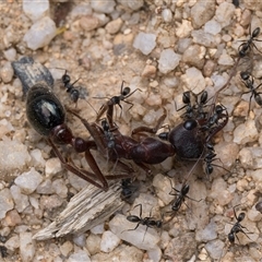 Iridomyrmex sp. (genus) (Ant) at Tharwa, ACT - 9 Nov 2024 by patrickcox