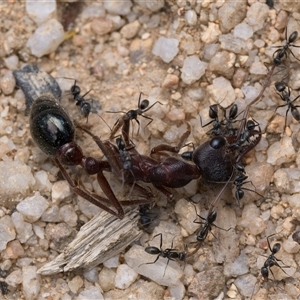 Iridomyrmex sp. (genus) at Tharwa, ACT - 9 Nov 2024 10:00 AM