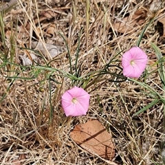 Convolvulus angustissimus subsp. angustissimus (Australian Bindweed) at Hawker, ACT - 10 Nov 2024 by sangio7