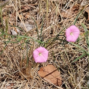 Convolvulus angustissimus subsp. angustissimus at Hawker, ACT - 10 Nov 2024