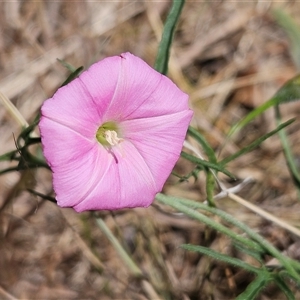 Convolvulus angustissimus subsp. angustissimus at Hawker, ACT - 10 Nov 2024