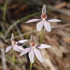 Caladenia carnea (Pink Fingers) at Gundary, NSW - 20 Oct 2024 by RobG1