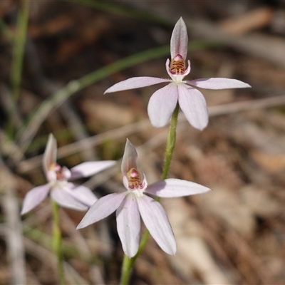 Caladenia carnea (Pink Fingers) at Gundary, NSW - 20 Oct 2024 by RobG1