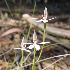 Caladenia carnea at Gundary, NSW - 20 Oct 2024