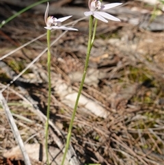 Caladenia carnea at Gundary, NSW - 20 Oct 2024