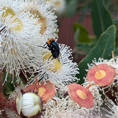 Amenia sp. (genus) (Yellow-headed Blowfly) at Mount Kembla, NSW - 10 Nov 2024 by BackyardHabitatProject