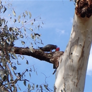 Callocephalon fimbriatum at Cook, ACT - suppressed