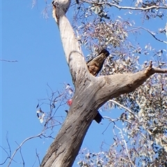 Callocephalon fimbriatum at Cook, ACT - suppressed