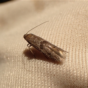 Blastobasis (genus) at Cook, ACT - 26 Oct 2024