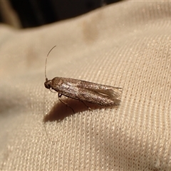 Blastobasis (genus) at Cook, ACT - 26 Oct 2024