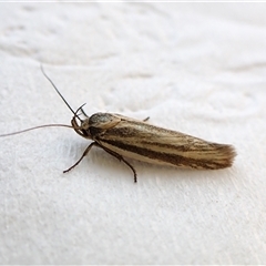 Unidentified Concealer moth (Oecophoridae) at Cook, ACT - 31 Oct 2024 by CathB