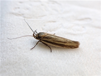 Xylorycta calligramma (A Gelechioid moth (Xyloryctidae) at Cook, ACT - 31 Oct 2024 by CathB