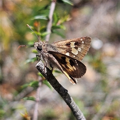 Trapezites phigalia (Heath Ochre) at Bombay, NSW - 10 Nov 2024 by MatthewFrawley