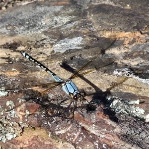 Diphlebia nymphoides at Bungendore, NSW - 10 Nov 2024