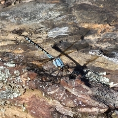 Diphlebia nymphoides at Bungendore, NSW - 10 Nov 2024