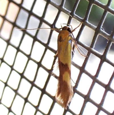 Stathmopoda crocophanes (Yellow Stathmopoda Moth) at Cook, ACT - 30 Oct 2024 by CathB