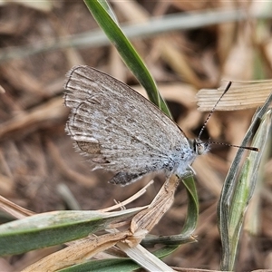 Zizina otis at Braidwood, NSW - 10 Nov 2024