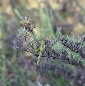 Keyacris scurra at Bungendore, NSW - 10 Nov 2024