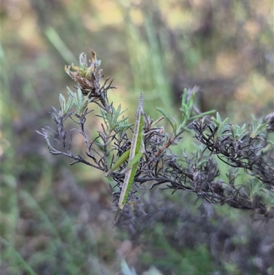 Keyacris scurra (Key's Matchstick Grasshopper) at Bungendore, NSW - 10 Nov 2024 by clarehoneydove