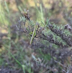 Keyacris scurra at Bungendore, NSW - 10 Nov 2024