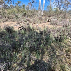 Keyacris scurra at Bungendore, NSW - 10 Nov 2024