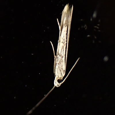 Unidentified Moth (Lepidoptera) at Cook, ACT - 30 Oct 2024 by CathB