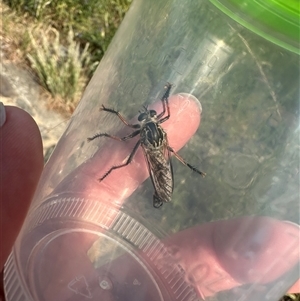 Dolopus rubrithorax at Bonner, ACT - 10 Nov 2024