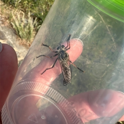 Dolopus rubrithorax (Large Brown Robber Fly) at Bonner, ACT - 10 Nov 2024 by yomama