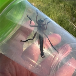 Dolopus rubrithorax at Bonner, ACT - 10 Nov 2024