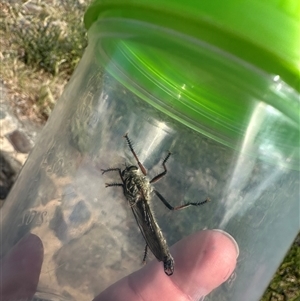 Dolopus rubrithorax at Bonner, ACT - 10 Nov 2024